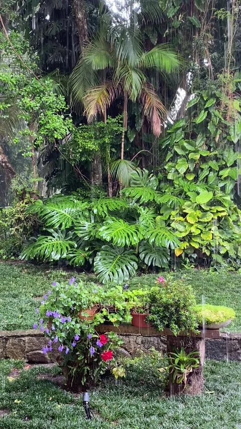 Rainfall in the Atlantic Forest - 20-Second Calm Nature Scene Stock Footage 296594287