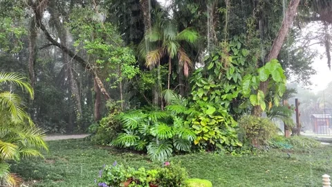 Rainfall in the Atlantic Forest - Calm Nature Scene Stock Footage 296594284