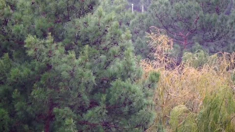 Rainfall with the coniferous forest background Stock-Footage 70543471