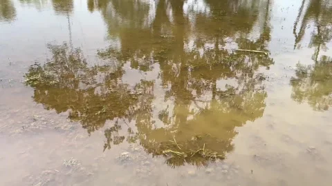 Rainfall Creating Ripples on a Flooded Rice Field Before Planting Season Stock Footage 337820118