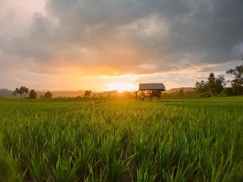 Rainfall during sunset in the middle of green paddy fields Stock Photos