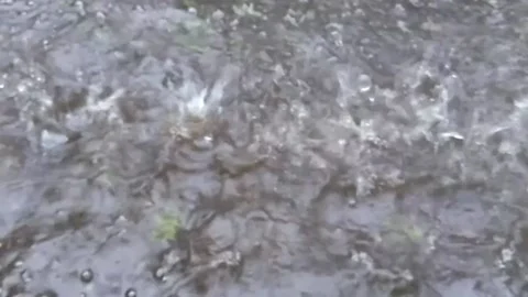 Rainfall Video stock 208939081