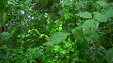 Rainfall in the forest due to the influence of northeast monsoon winds Stock Footage 193606072