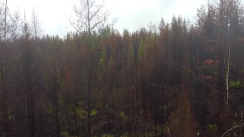 Rainfall on forest fire aftermath while raining. Video stock 249132763