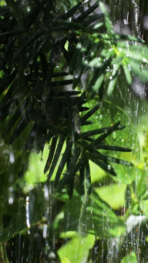 Rainfall on Garden Foliage Close-Up Stock Footage 278043079