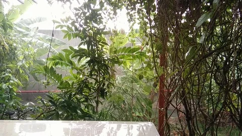 Rainfall with garden outside window. Stock Footage 81897178
