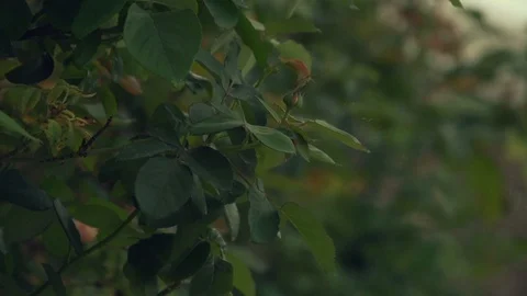 Rainfall in a garden in slow motion Stock Footage 101122581