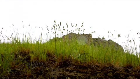 Rainfall on grass and roots, low angle, 4k Stock Footage 165478510