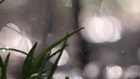 Rainfall with grass foreground slow motion 4k Stock Footage 266829189