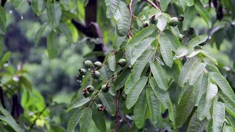 Rainfall on guava tree at the garden Stock Footage 263279376