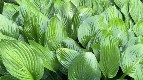 Rainfall on Hostas Stock Footage 156409784