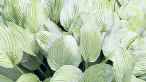 Rainfall on Hostas Stock Footage 156409857