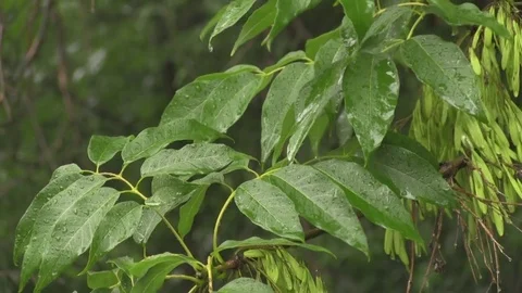 Rainfall on leaves 01 스톡 동영상 82873975