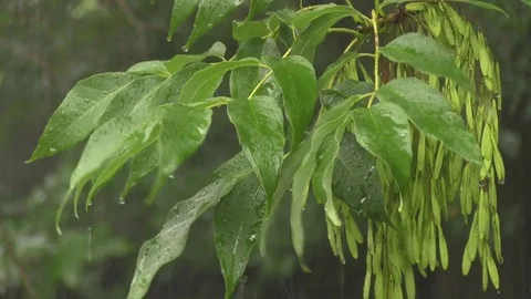 Rainfall on leaves 02 스톡 동영상 82874003