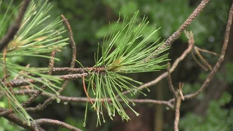 Rainfall of leaves 03 스톡 동영상 82873930