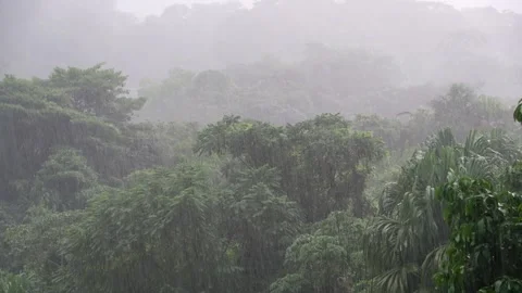 Rainfall Lush Vegetation Magical Rainforest Tayrona National Park In 8K Stock Footage 309894834
