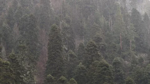 Rainfall in Misty Coniferous Mountain Forest with Fog Stock Footage 310953830