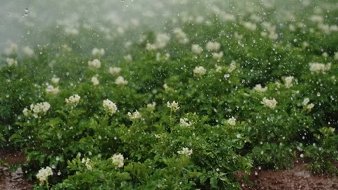 Rainfall Over Blooming Potato Field Stock-Footage 319467582