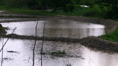 Rainfall over flooded agricultural fields during monsoon season Vídeos de archivo 336532701
