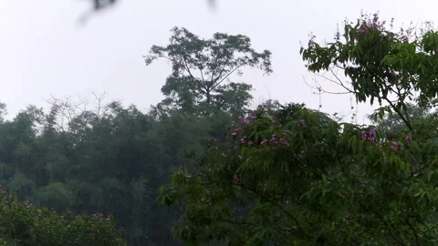 Rainfall over flowering trees in a rural landscape 스톡 동영상 336532621