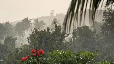 Rainfall over palm trees, red flowers,  sea and mountain on a tropical island Stock Footage 141978532