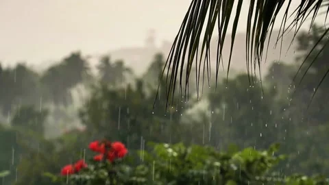 Rainfall over palm trees, red flowers, sea and mountain on a tropical island Stock Footage 143056002