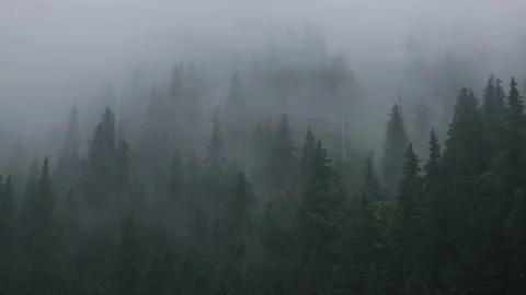 Rainfall over a pine tree forest high into the mountains on a summer day Video stock 156950463