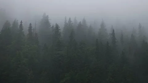 Rainfall over a pine tree forest high into the mountains on a summer day Video stock 156950464
