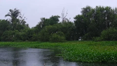 Rainfall Over Scenic Lake With White Crane and Lush Green Wetland Video stock 339263782