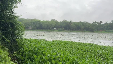 Rainfall Over Water Lily Lake with Lush Green Wetland Landscape Video stock 339266877