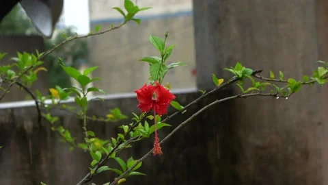 Rainfall on red flower Stock Footage 200995396