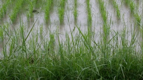 Rainfall in the rice field Stock Footage 78146197