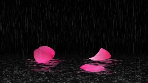 Rainfall on rose petals with night background Stock Footage 170171595