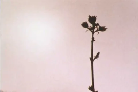 Rainfall is shown as well as an animated graph of acidity, a volcano, a factory, Stock Footage 99114416