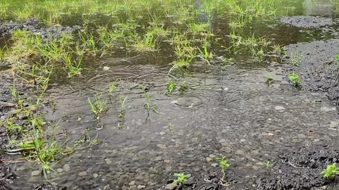 Rainfall soaking gravel field with fresh sprouts. Stock Footage 329079163
