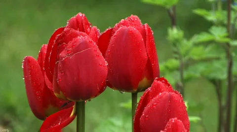 Rainfall Spring Stock Footage 379771