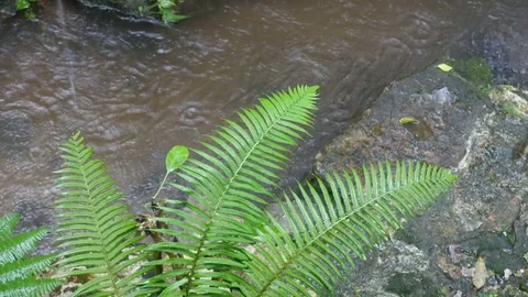 Rainfall into the stream channel Stock Footage 78147186