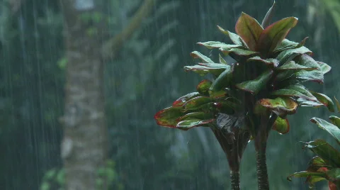 Rainfall ti plant Stock Footage 701989