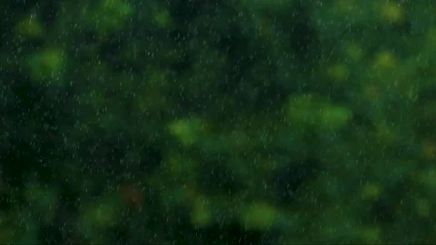 Rainfall-Treebackdrop-120fps Stock Footage 244799386
