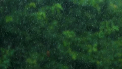 Rainfall-TreeBackdrop4k Stock Footage 244799383