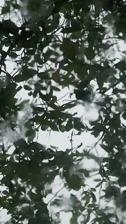 Rainfall Under a Canopy of an Oak Tree Stock Footage 305481694