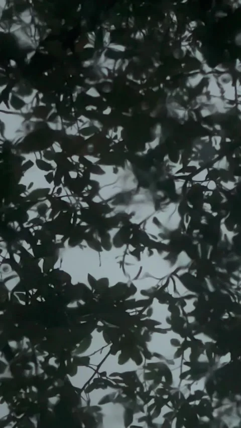 Rainfall Under an Oak Tree Stock Footage 305404599