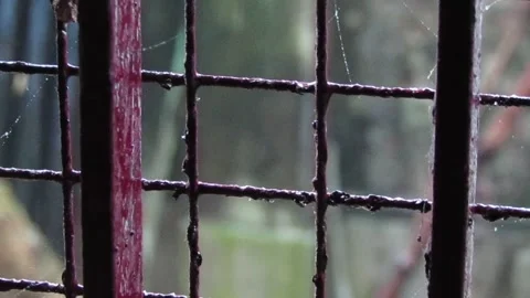 Rainfall watching through the window Stock Footage 288555097