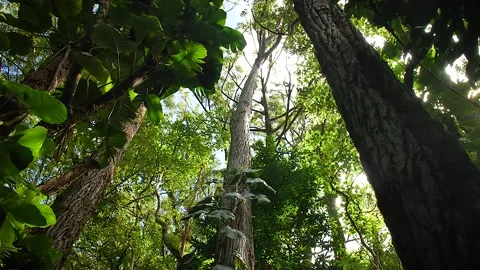 Rainforest 60 Stock Footage 155495002