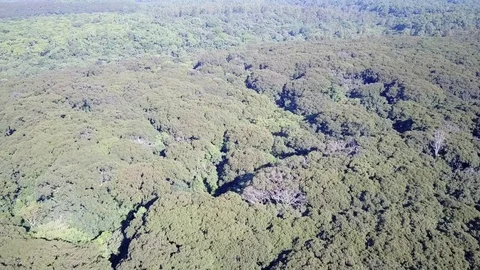 Rainforest from above Stock Footage 81157376