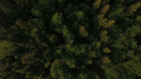 Rainforest from aerial top view Stock Footage 95495736