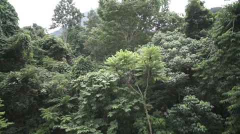 Rainforest - aerial view 動画素材 42001402