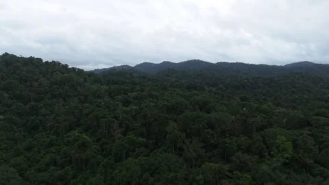 Rainforest amazon jungle Stock Footage 313159767