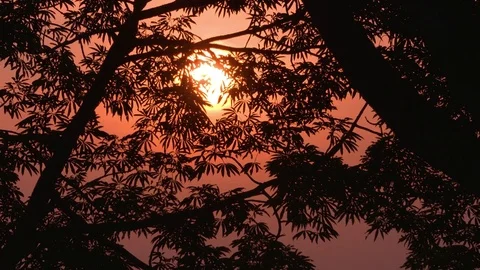 Rainforest - Amazon - Sunset - close Stock Footage 72734179