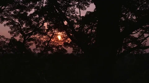 Rainforest - Amazon - Sunset - Total Shot Stock Footage 72744213